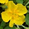 Helianthemum amy baring - Abriachan Nurseries